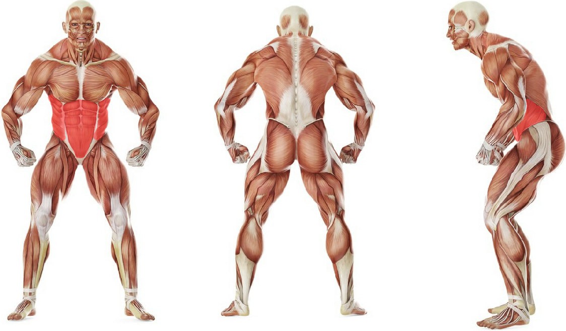 What muscles work in the exercise Ab Crunch Machine 
